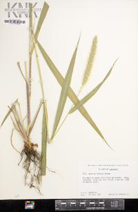 Setaria faberi image