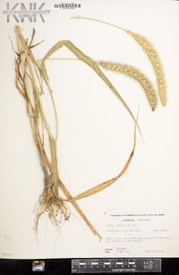 Setaria italica image