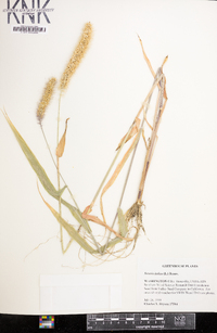 Setaria italica image