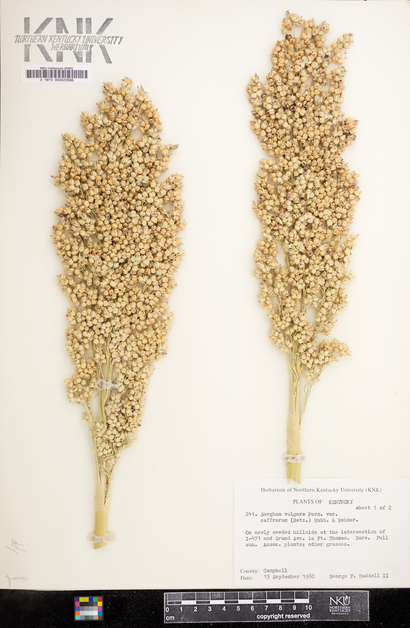 Sorghum bicolor subsp. bicolor image