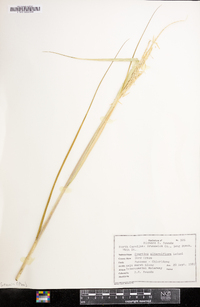 Spartina alterniflora image