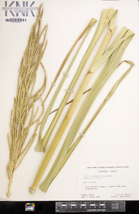 Spartina cynosuroides image