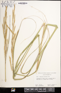 Spartina pectinata image