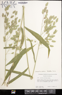 Chasmanthium latifolium image