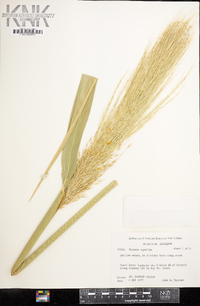 Zizania aquatica image