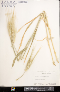 Triticum aestivum image