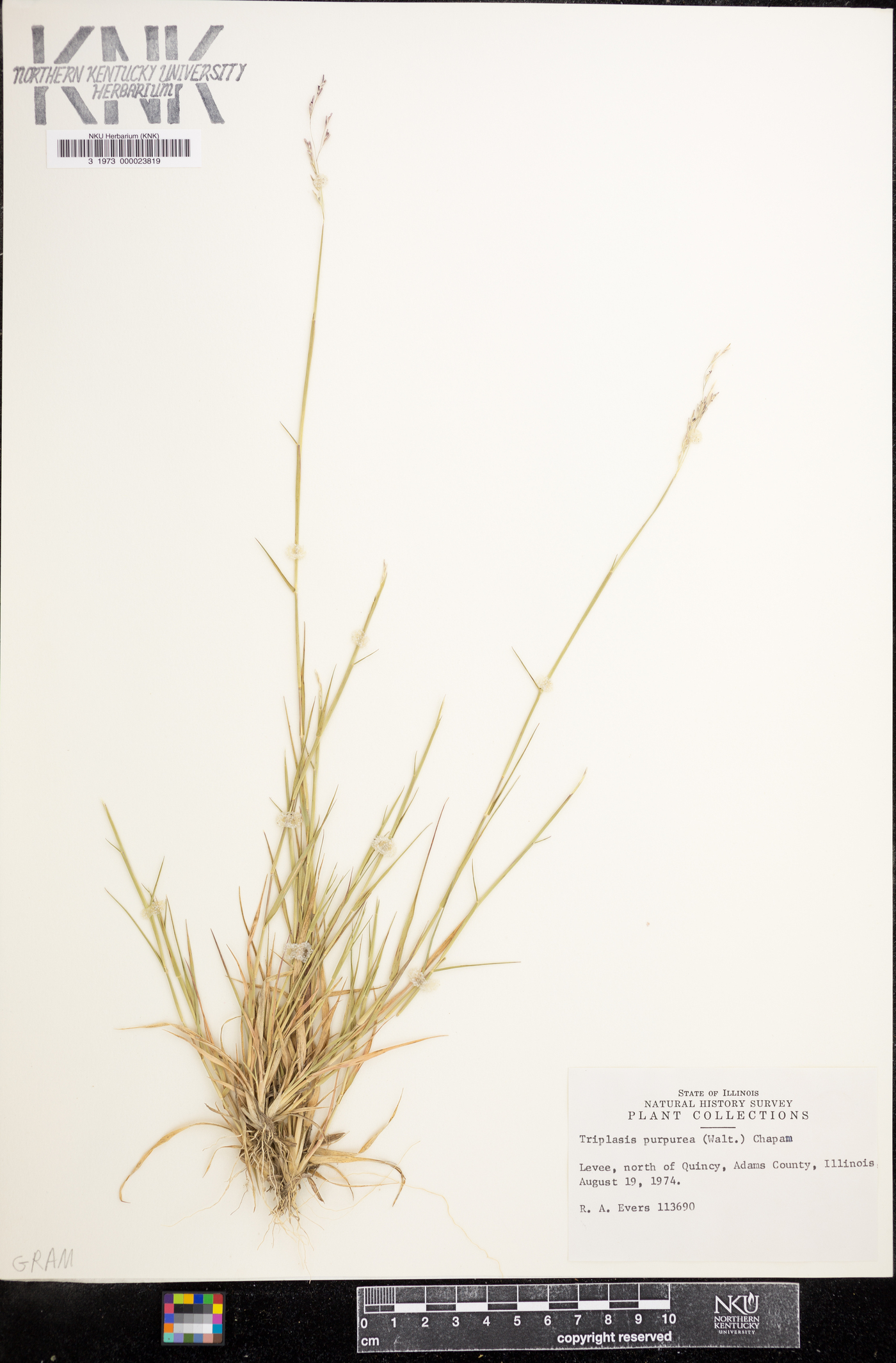 Triplasis purpurea image