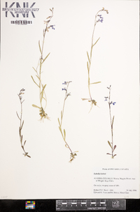 Lobelia kalmii image