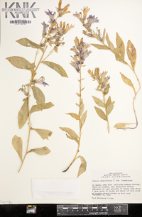 Lobelia siphilitica var. ludoviciana image