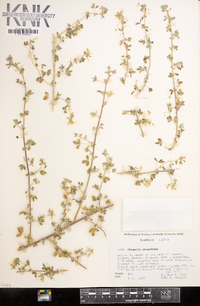 Cleomella obtusifolia image