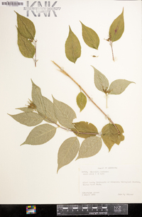 Diervilla lonicera image