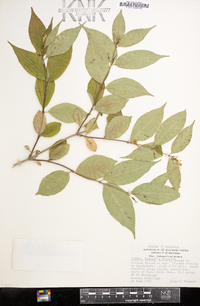 Diervilla lonicera image