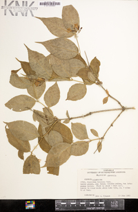 Diervilla lonicera image