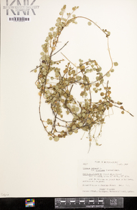 Linnaea borealis subsp. americana image