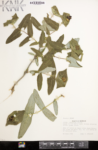 Lonicera dioica image