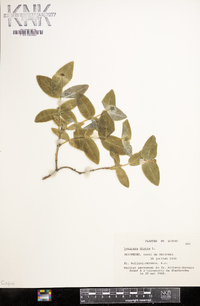 Lonicera dioica image