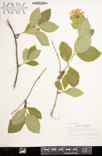 Lonicera hirsuta image