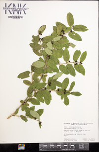 Lonicera morrowii image