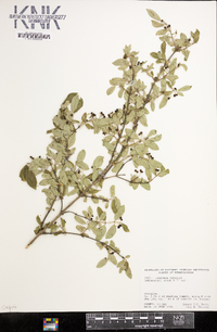 Lonicera tatarica image