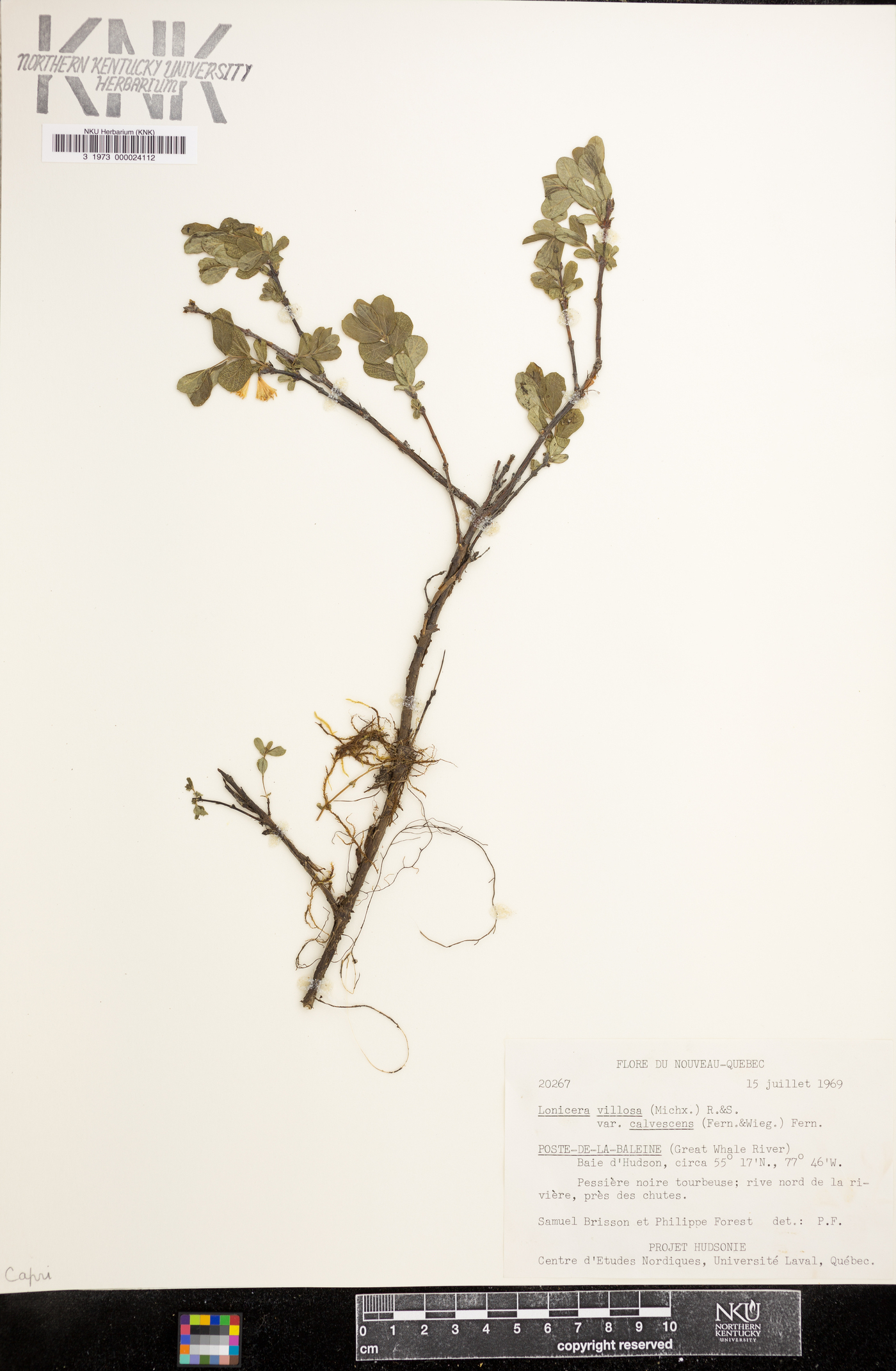 Lonicera villosa var. calvescens image