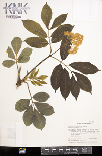 Sambucus racemosa subsp. racemosa image