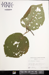 Viburnum lantanoides image