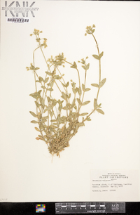 Cerastium fontanum subsp. vulgare image