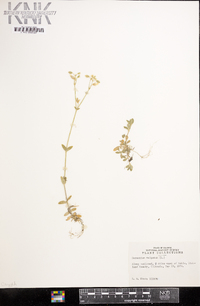 Cerastium fontanum subsp. vulgare image