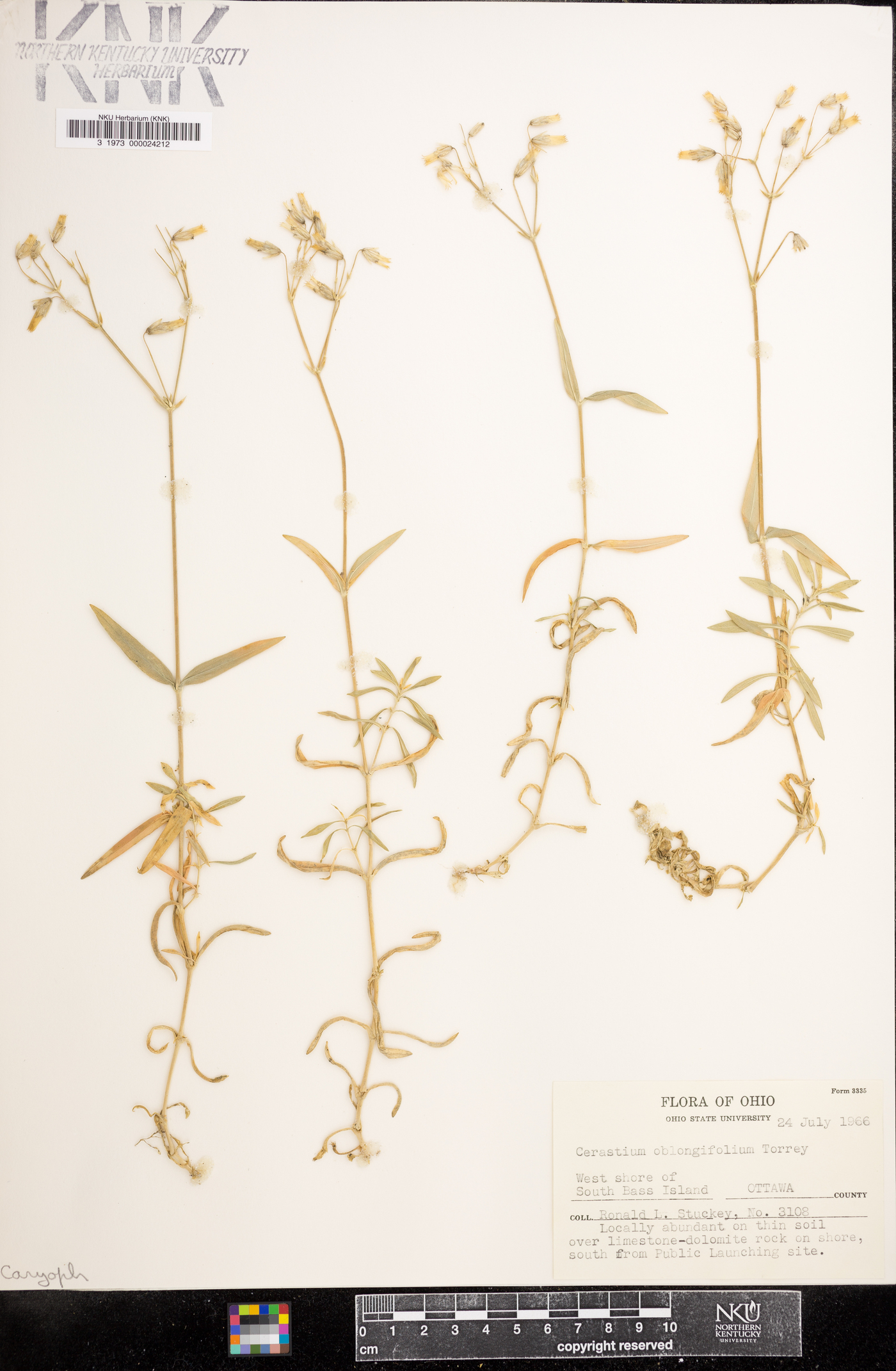 Cerastium arvense subsp. velutinum image