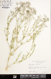 Gypsophila paniculata image