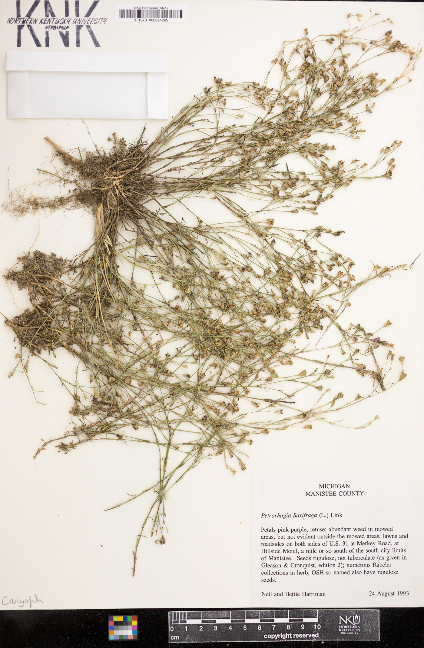 Petrorhagia saxifraga image