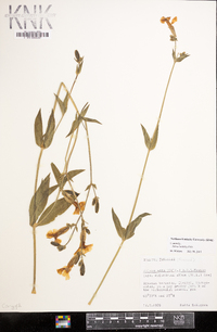 Silene latifolia image