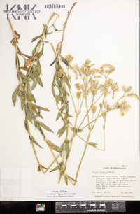 Silene vulgaris image