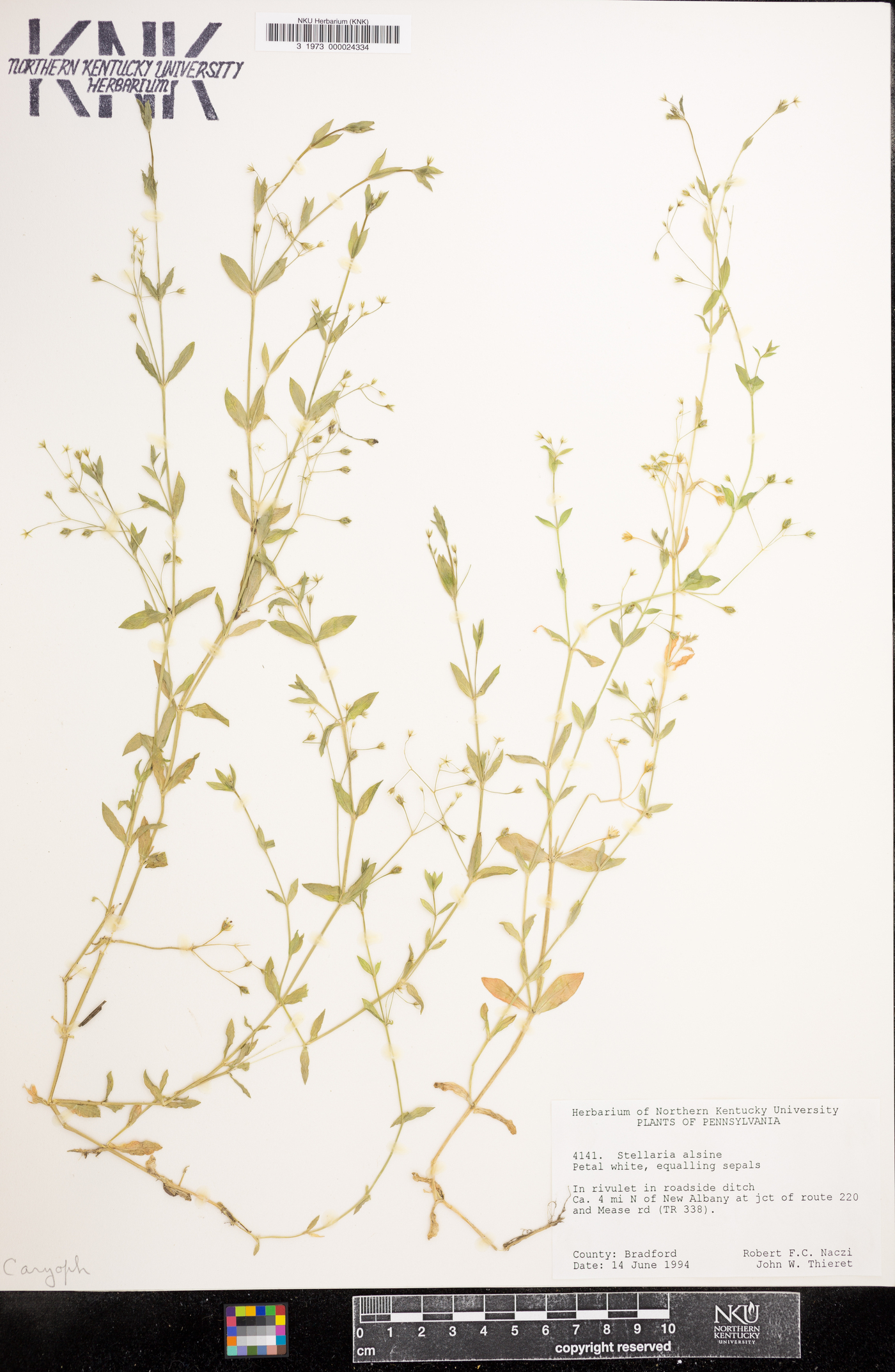 Stellaria alsine image