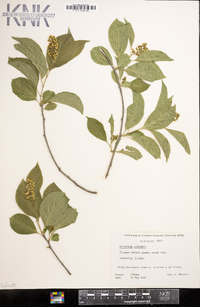 Celastrus scandens image