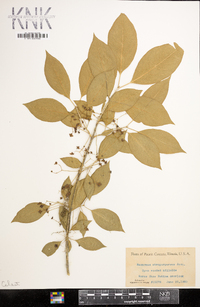 Euonymus atropurpureus image