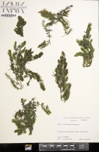 Ceratophyllum demersum image