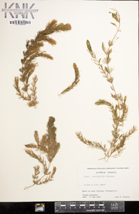 Ceratophyllum demersum image