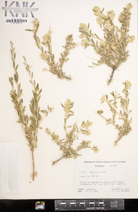 Grayia spinosa image