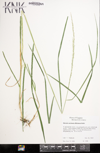 Glyceria melicaria image