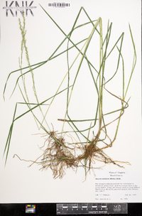 Glyceria melicaria image