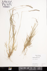 Eragrostis ciliaris image