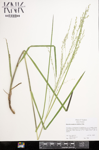 Glyceria canadensis image