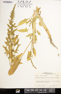Spinacia oleracea image