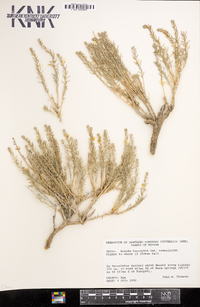 Suaeda ramosissima image