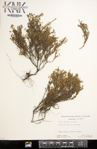 Hudsonia ericoides image