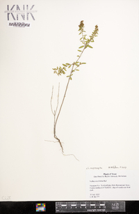 Lechea mucronata image