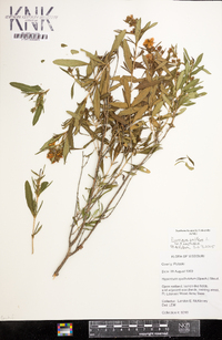 Hypericum prolificum image