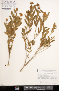 Hypericum prolificum image