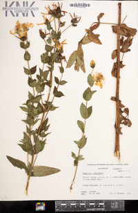 Hypericum ascyron subsp. pyramidatum image